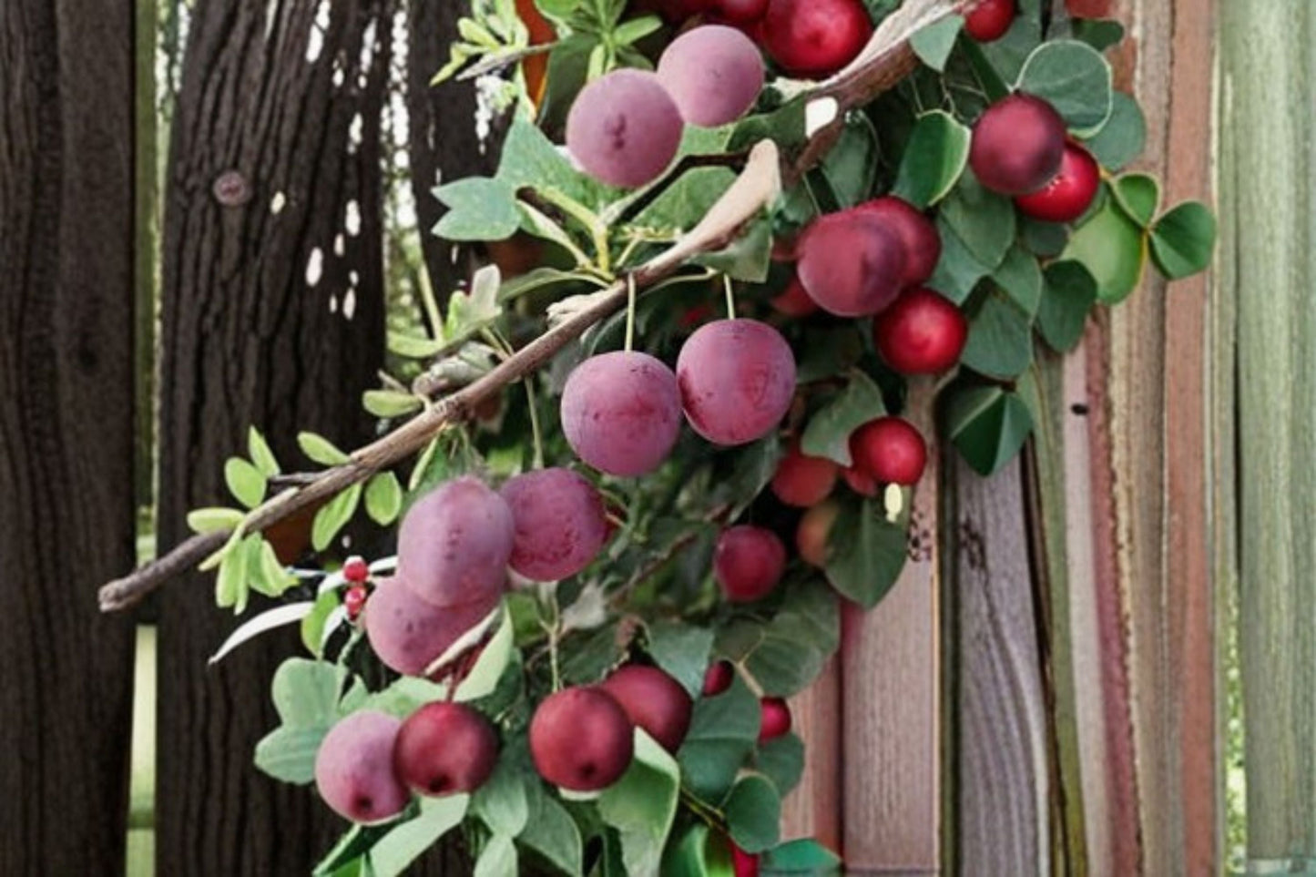 American Plum 12 Cuttings – Prunus americana Deciduous Fruit Tree for Propagation