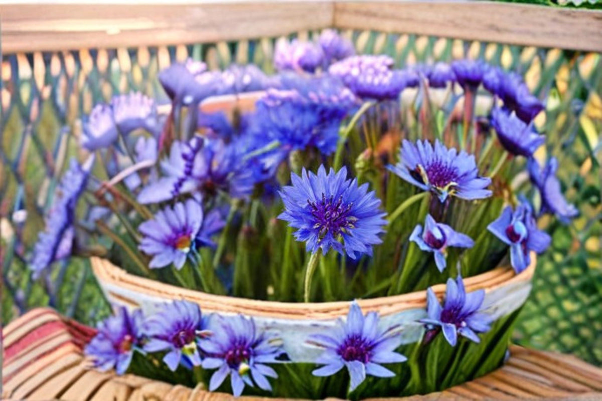 Blue Bachelors Button Seeds - 100 Count - Centaurea Cyanus Cornflower Blue Annual Wildflower for Garden & Meadow Planting