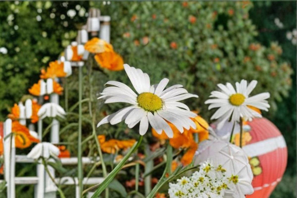 Oxeye Daisy Seeds 100 Count Leucanthemum vulgare White Wildflower Perennial Garden Seeds for Easy Planting