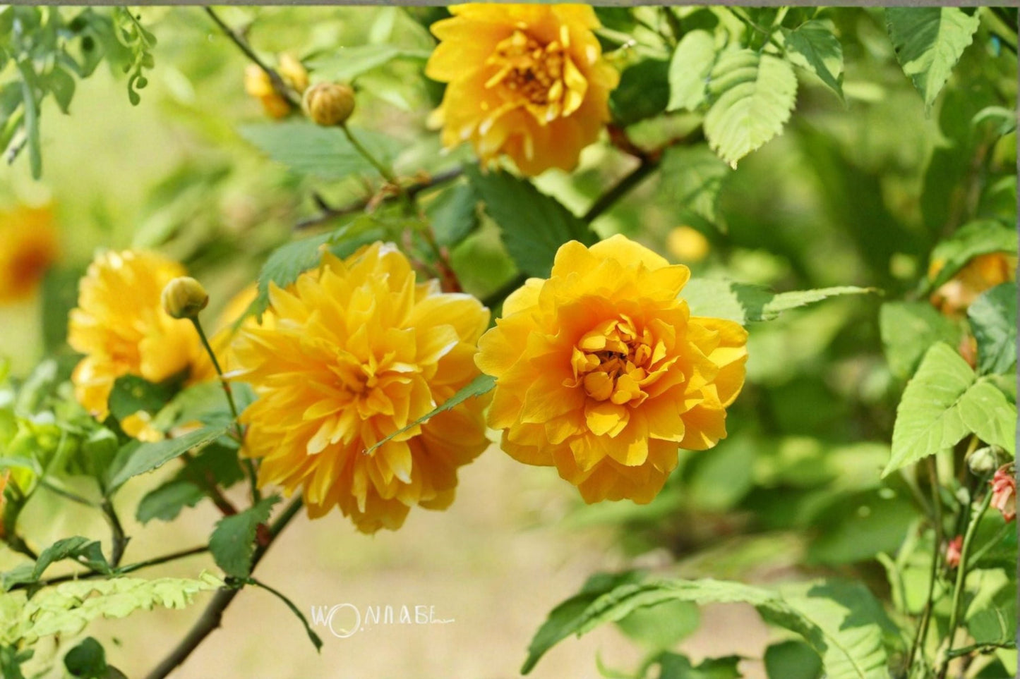 Japanese Kerria 8 Cuttings – Kerria japonica Deciduous Flowering Shrub with Yellow Blooms