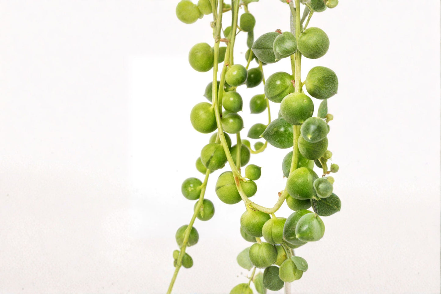 String of Pearls Plant – Senecio rowleyanus Trailing Succulent in 4-Inch Planter