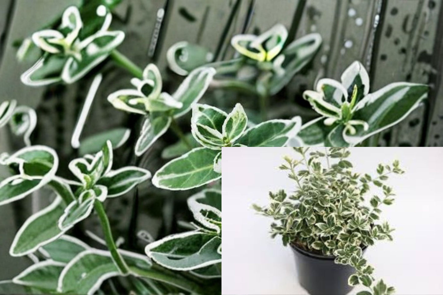 Emerald Gaiety Euonymus Plant – Evergreen Variegated Shrub Euonymus fortunei
