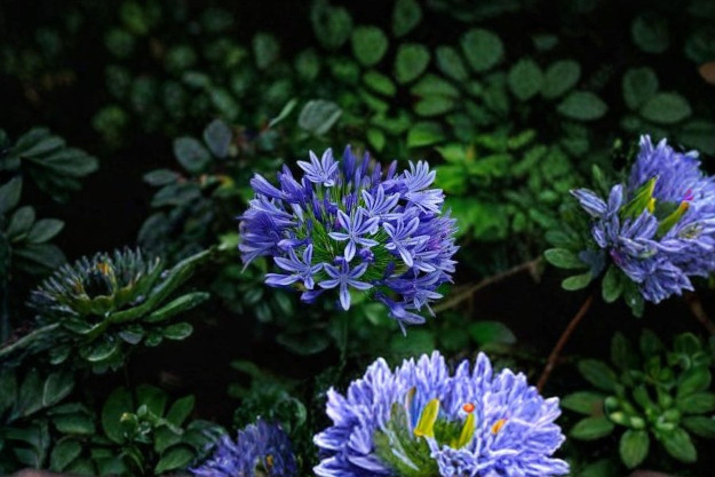 Pacific Sunset Agapanthus - Agapanthus praecox ‘MP01’ Evergreen Perennial Plant