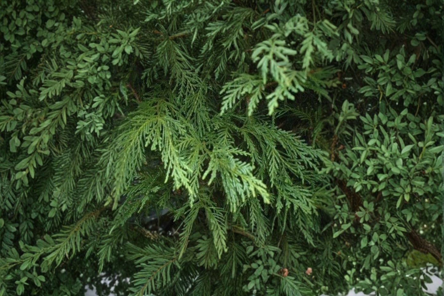 Leighton Green Leyland Cypress Tree - Evergreen Screening & Landscape Plant