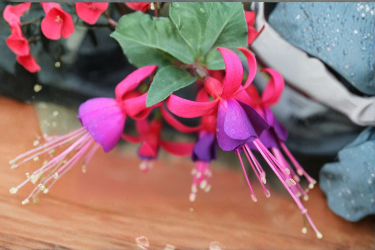 Fuchsia hybrida Plant – Shade-Loving Flowering Plant for Containers & Hanging Baskets