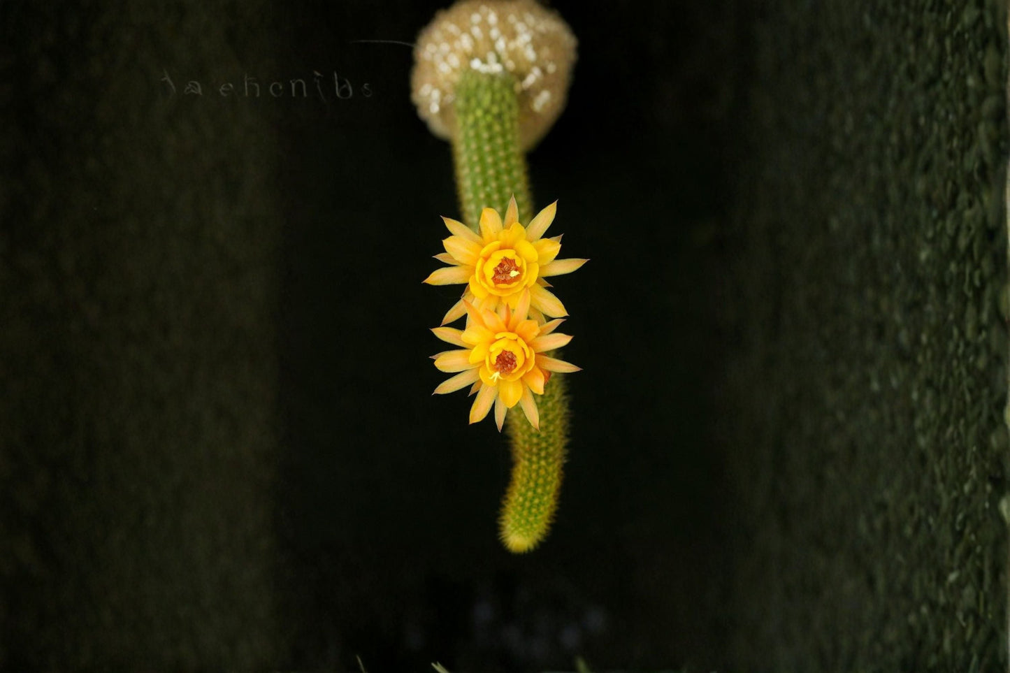 Hildewintera Humkes Kleine Gelber - Trailing Hybrid Cactus for Bright Light, 10 Inch Rooted Plant