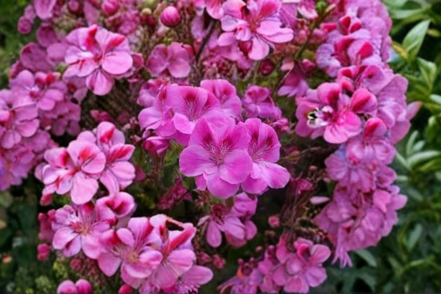 Regal Geranium 5 Cuttings – Pelargonium × domesticum Flowering Plant for Propagation