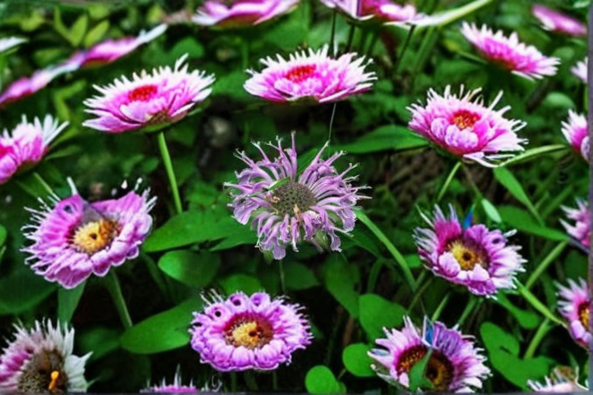 Wild Bergamot Seeds - 100 Count Lavender Bee Balm (Monarda fistulosa) Perennial Wildflower for Garden Planting