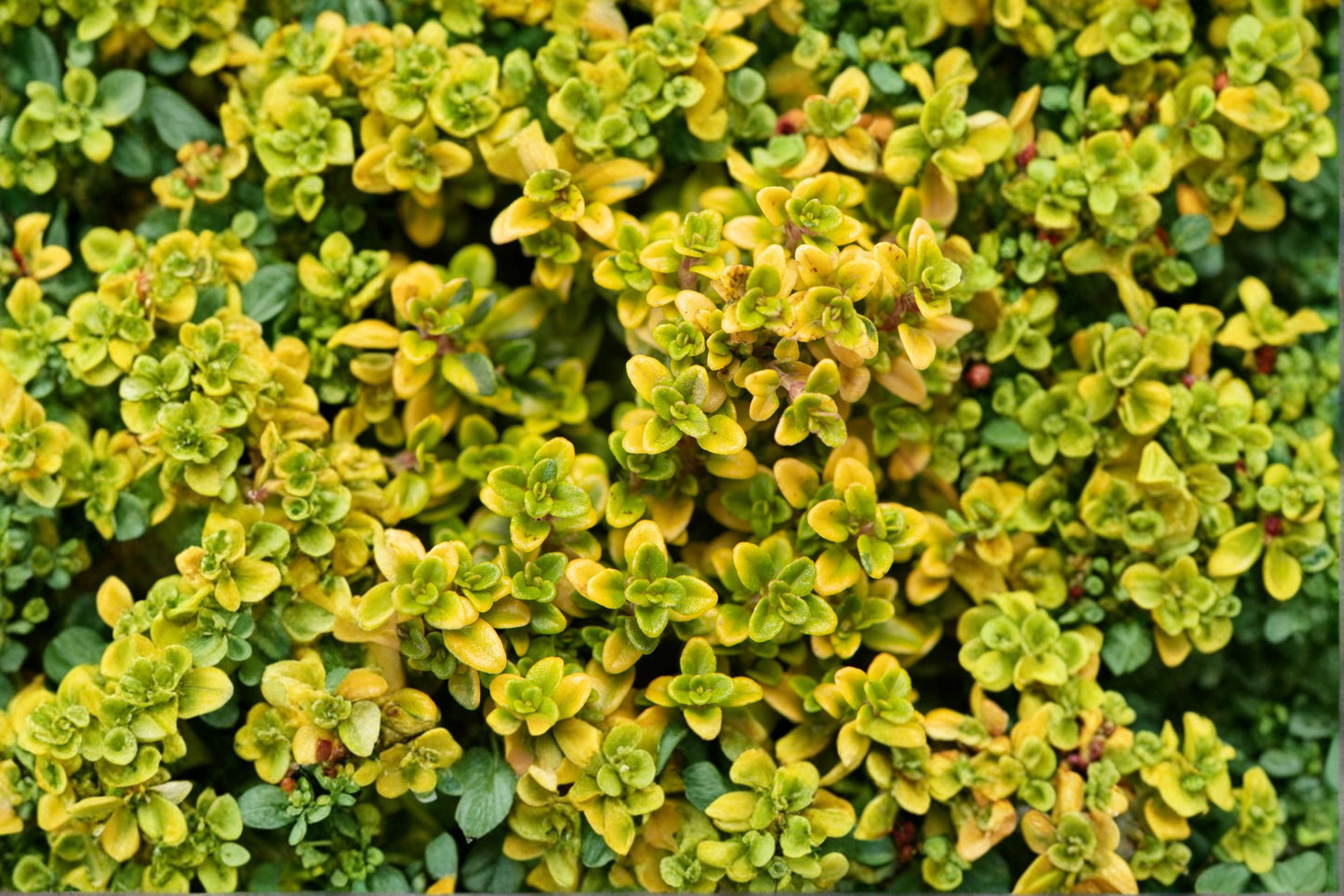 Lemon Thyme Plant – Thymus citriodorus Evergreen Perennial Herb