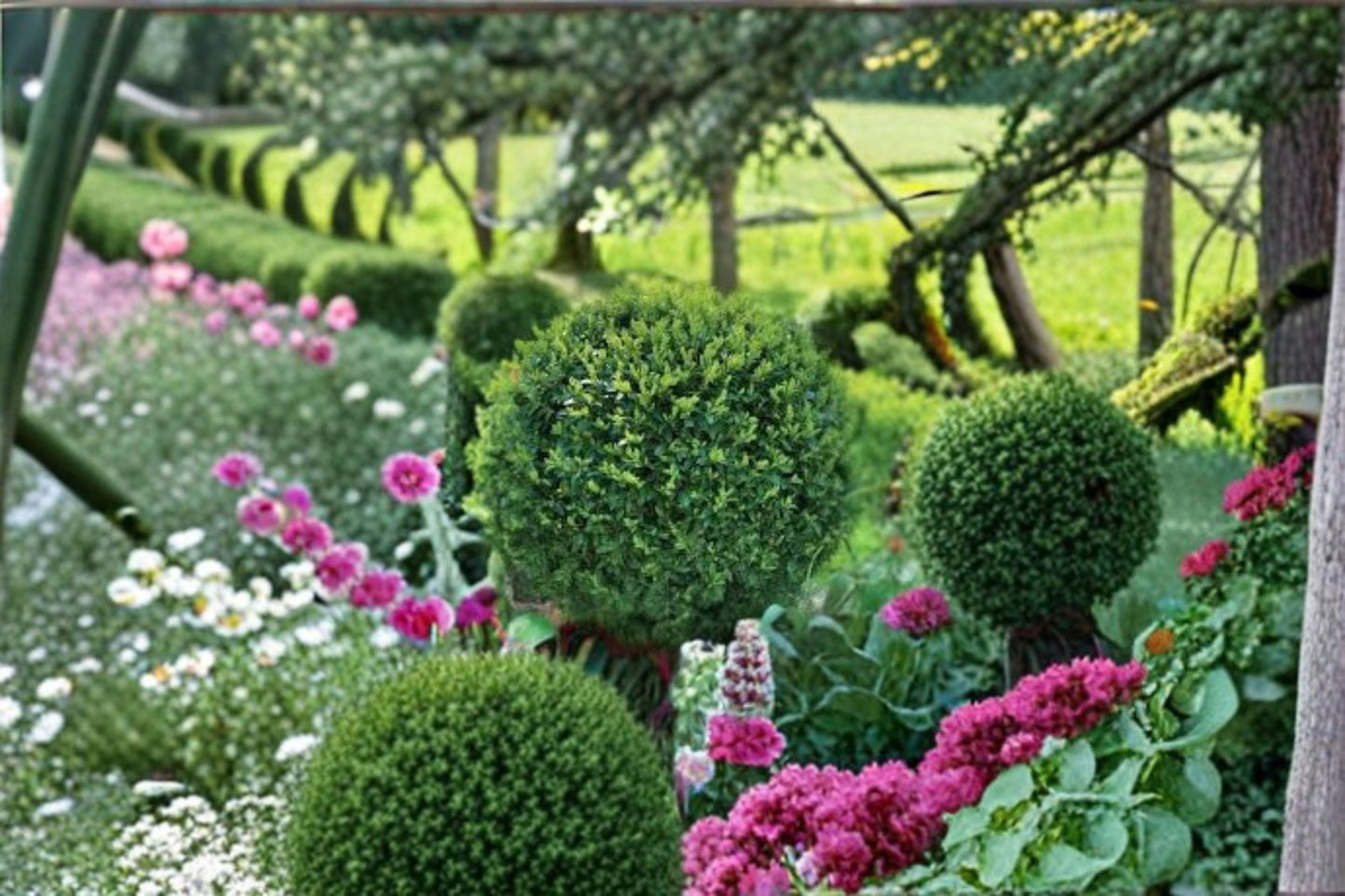 Green Gem Boxwood Plant – Evergreen Shrub Buxus × ‘Green Gem’ for Hedges and Borders
