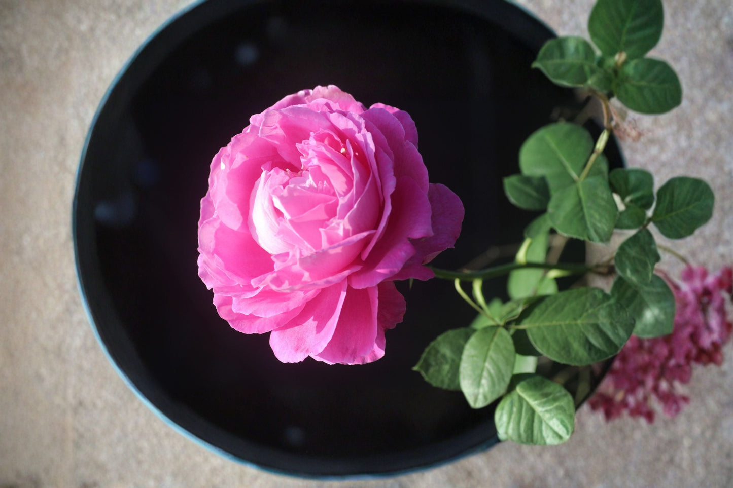 Paul Neyron Rose Plant – Rosa ‘Paul Neyron’ Shrub Rose with Peony-Like Blooms