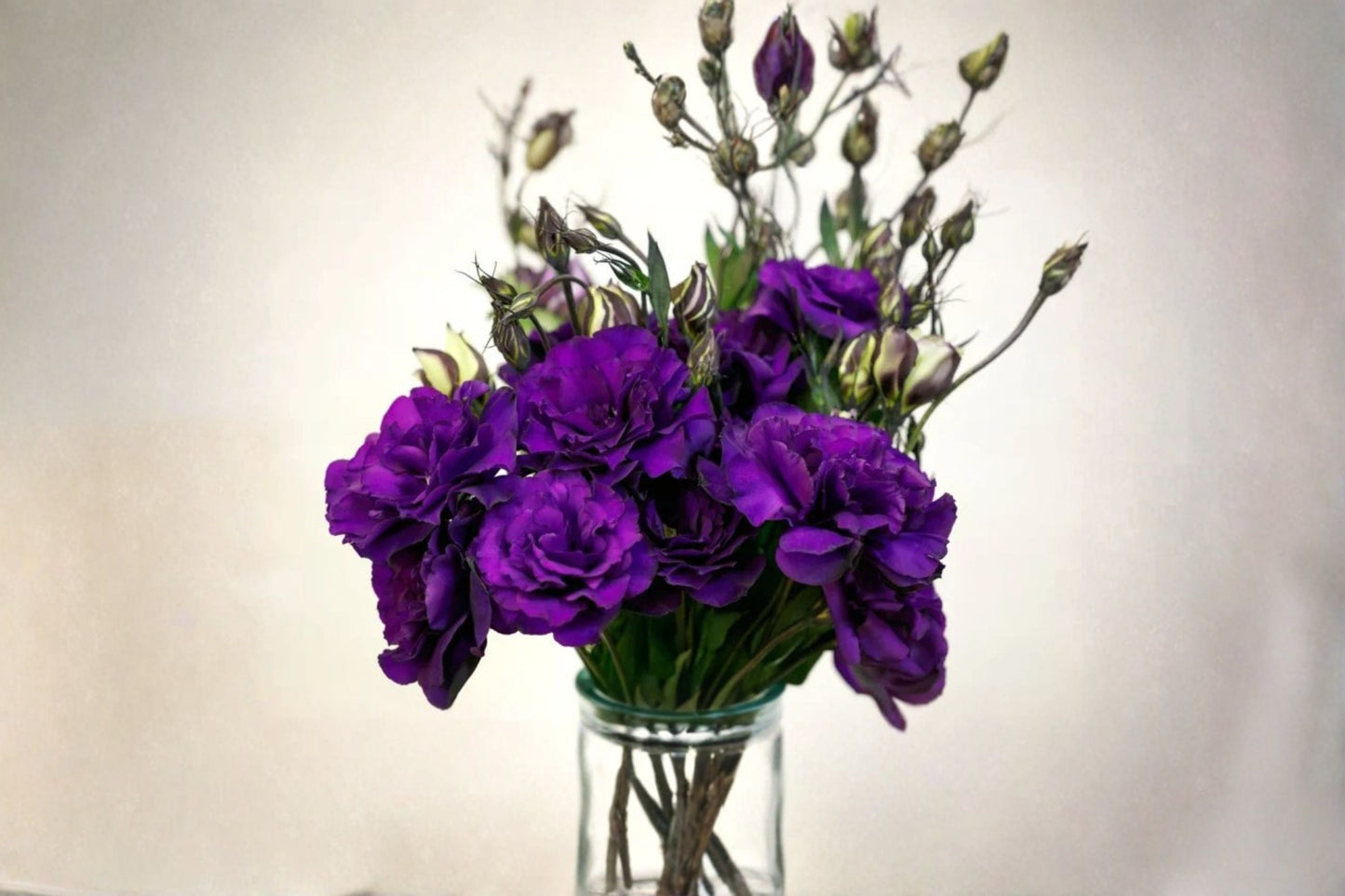 Lisianthus 1 Plant – Eustoma grandiflorum | Elegant Rose-Like Blooms for Garden Beds & Containers