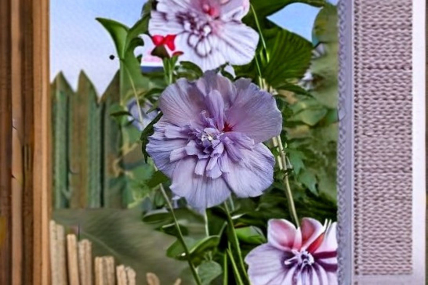 Rose of Sharon Cuttings – Hibiscus syriacus Deciduous Flowering Shrub with Purple-Pink Blooms