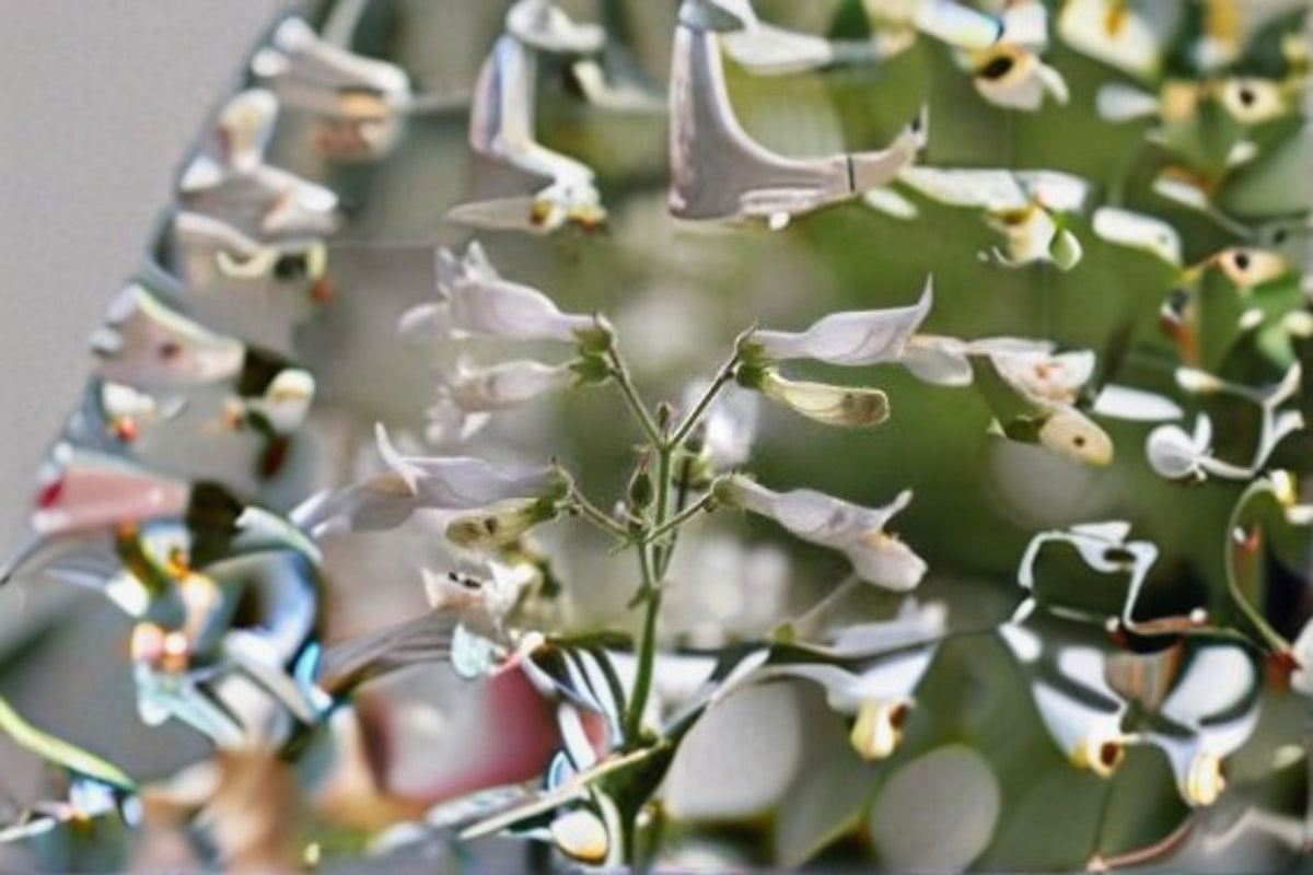 Pale Beardtongue Seeds 100 Count Penstemon pallidus White Native Wildflower Perennial Garden Flower Planting