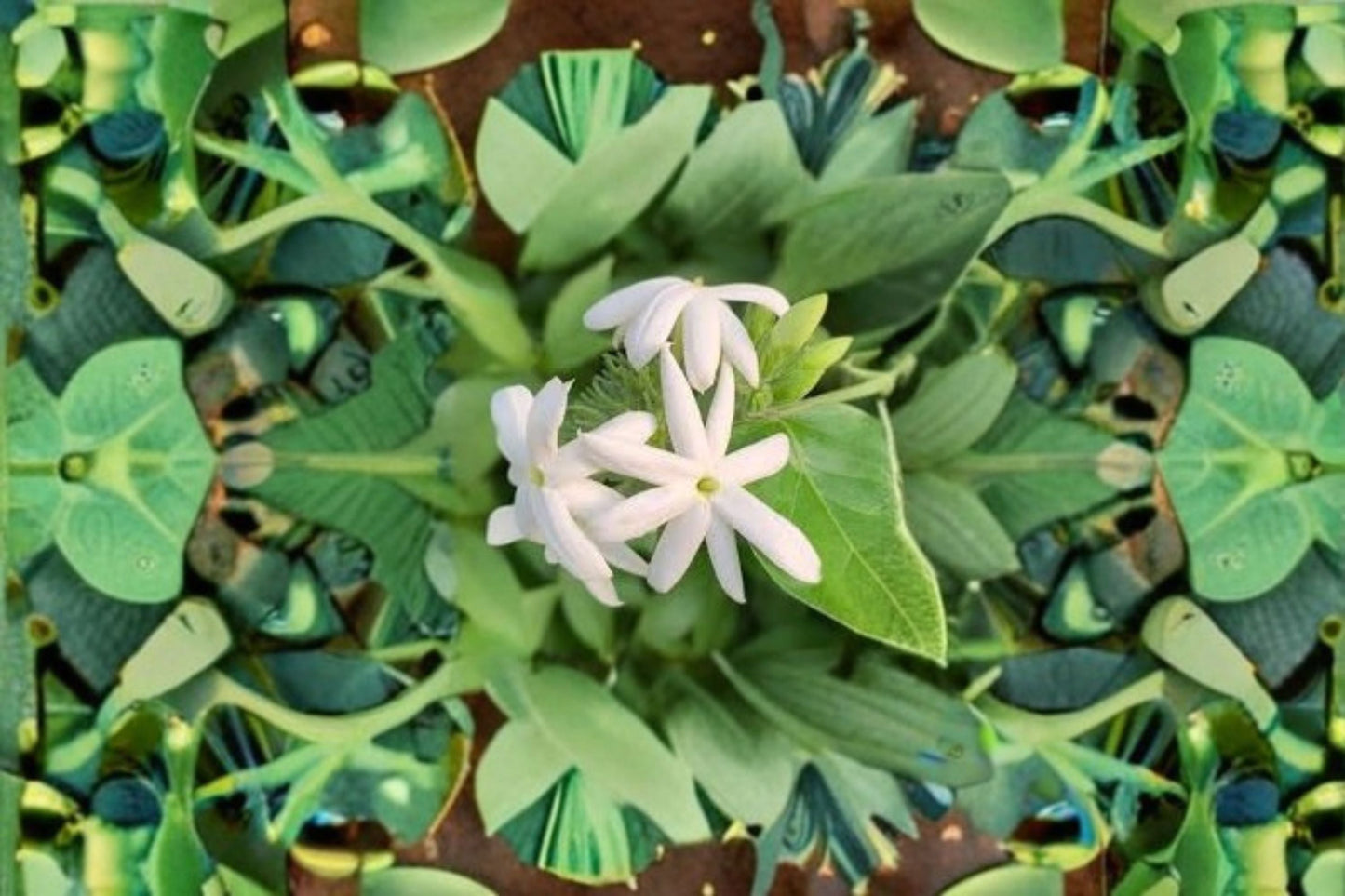Downy Jasmine Live Plant – Fragrant White Flowering Shrub | Jasminum multiflorum