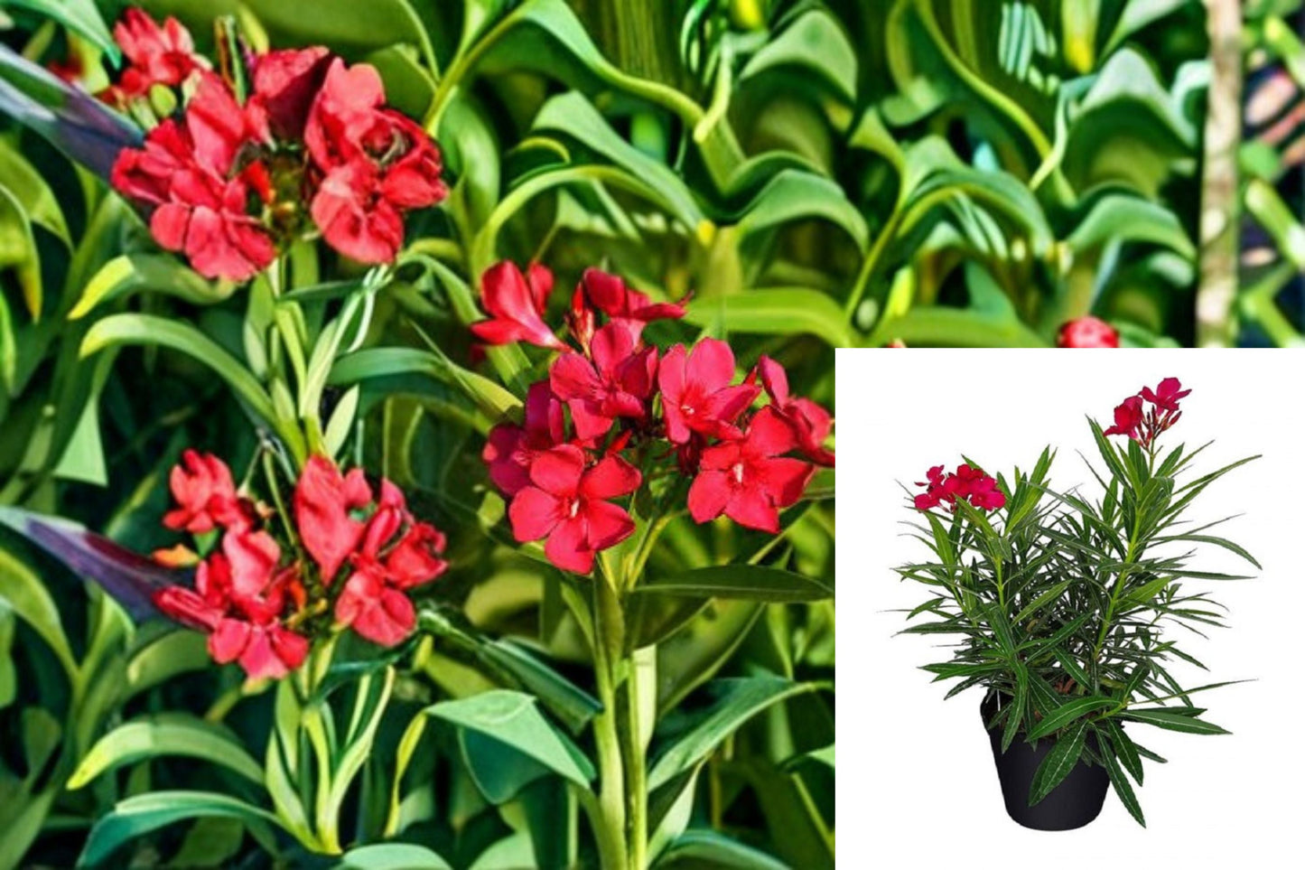 Red Oleander 1 Plant – Nerium oleander ‘Jannoch’ | Evergreen Shrub with Red Flowers