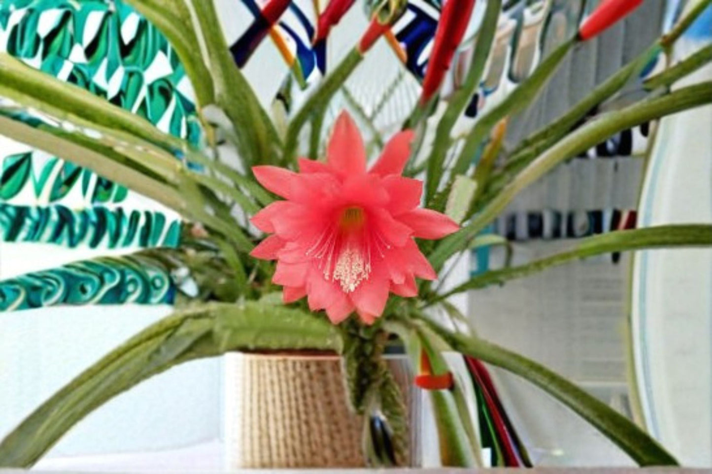 Epiphyllum Fernegeisler 2 Unrooted Cuttings – Tropical Orchid Cactus for Indoor Container Growing