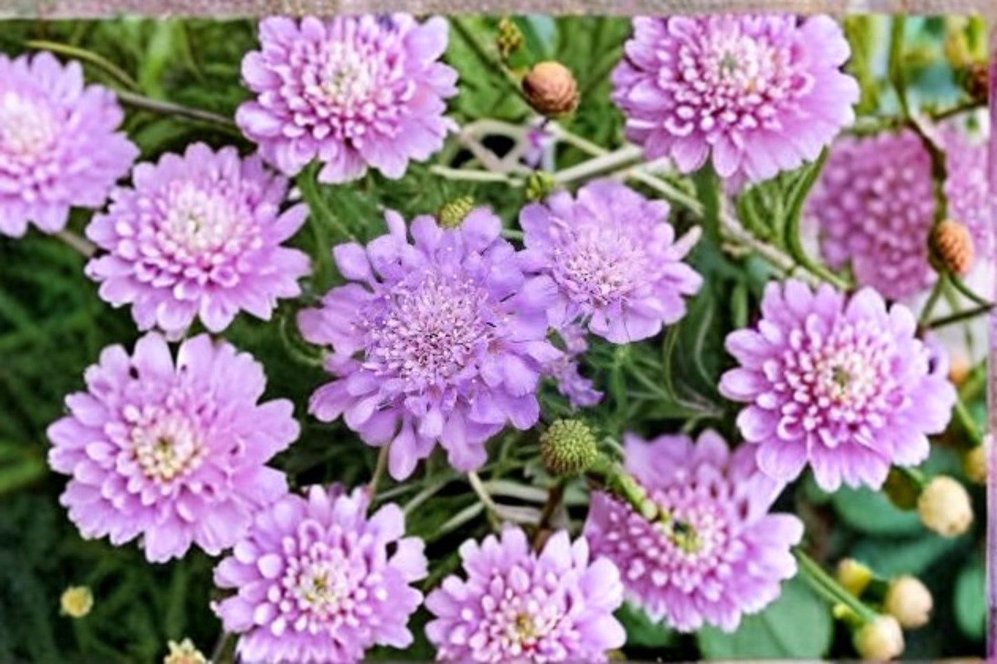 Scabiosa Pincushion Flower Plant – Perennial, Pollinator-Friendly, Full Sun, Well-Drained Soil