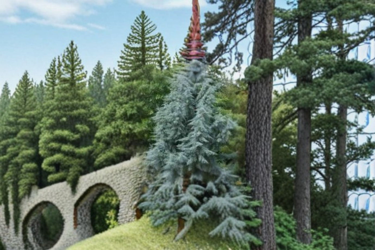 Blue Italian Cypress 1 Plant – Cupressus sempervirens ‘Glauca’ Evergreen Columnar Tree