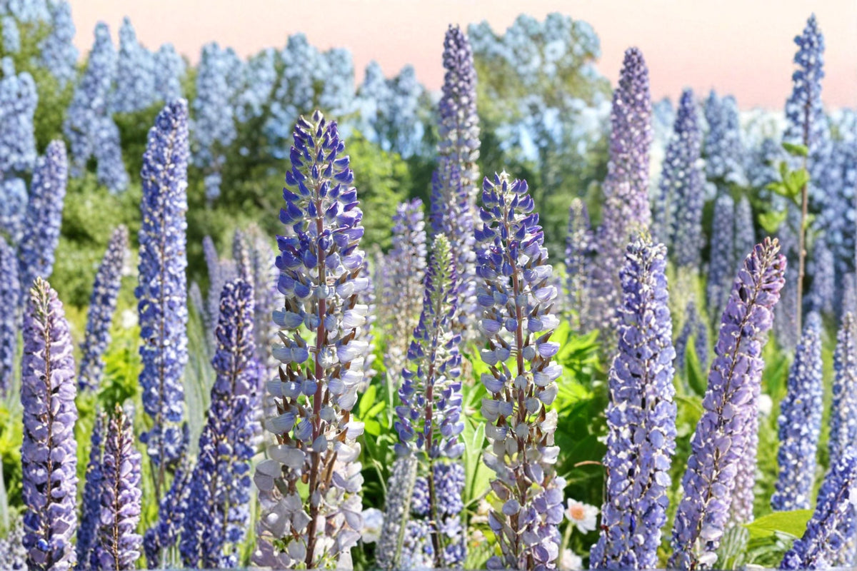 Large Leaf Lupine Seeds - 20 Pack - Purple & Blue Perennial Flower - Lupinus polyphyllus - Ornamental Wildflower for Garden