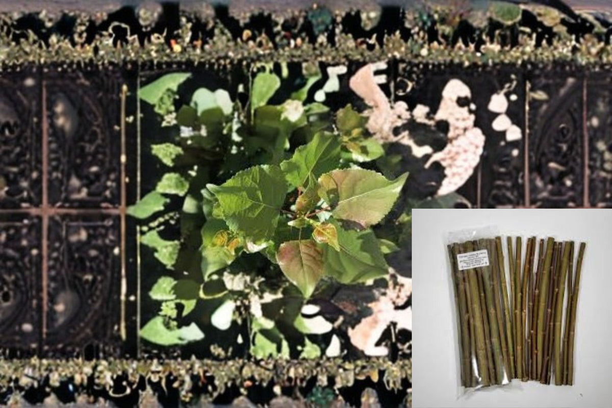 Hybrid Poplar Cuttings - 20 Unrooted Cuttings - Populus OP-367 - Fast Growing Shade Tree for Garden & Landscape