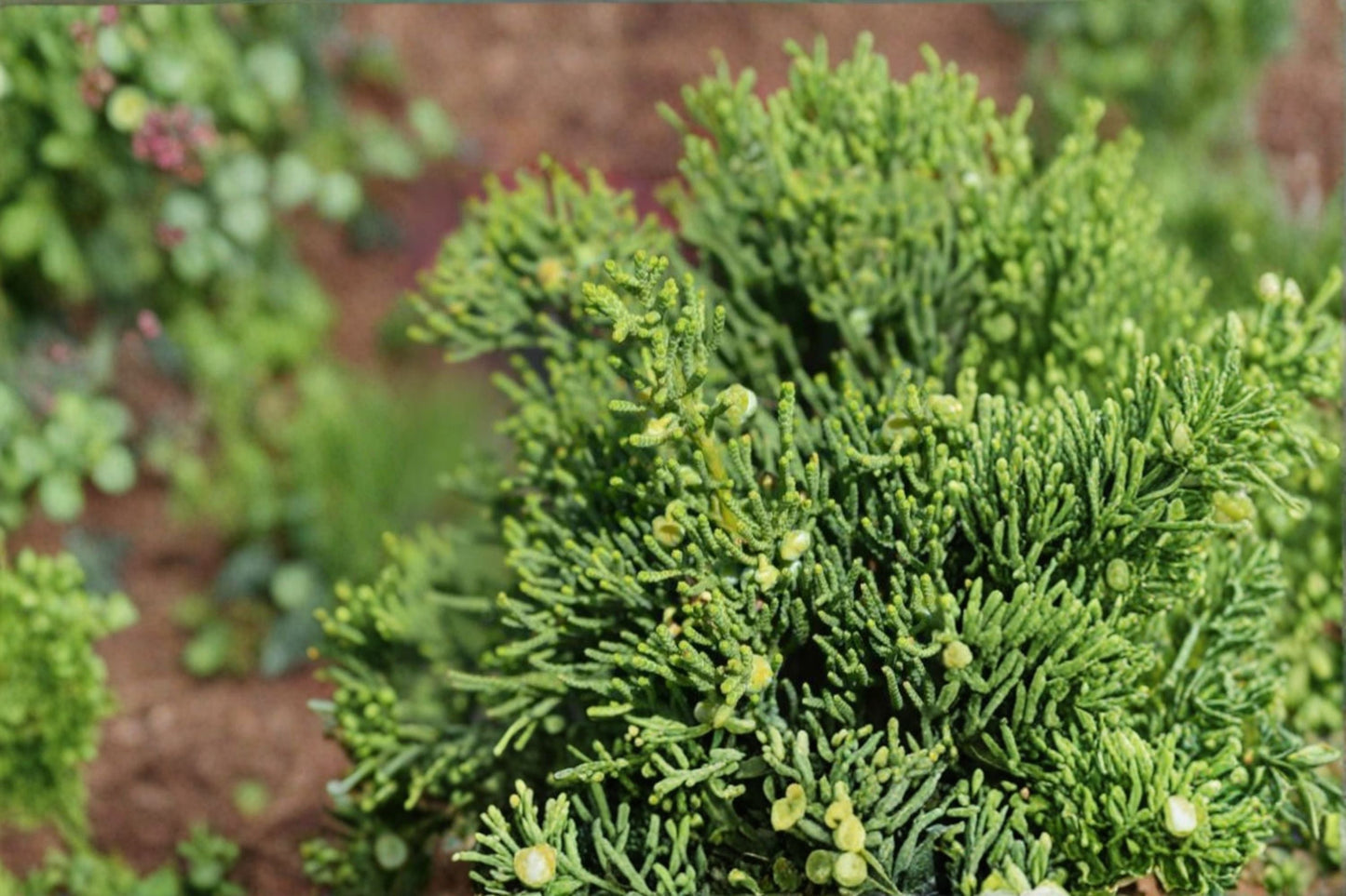 Hollywood Juniper Plant – Juniperus chinensis Evergreen Shrub with Sculptural Blue-Green Foliage