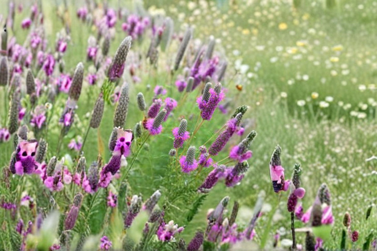 Purple Prairie Clover Seeds - 100 Perennial Wildflower Seeds (Dalea purpurea) - Vibrant Purple for Pollinator Gardens