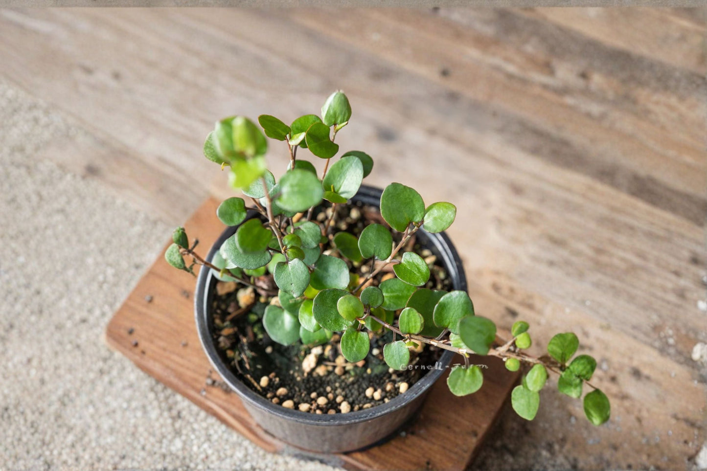 Angel Wire Vine Live Starter Plant – Muehlenbeckia complexa | Evergreen Trailing Vine