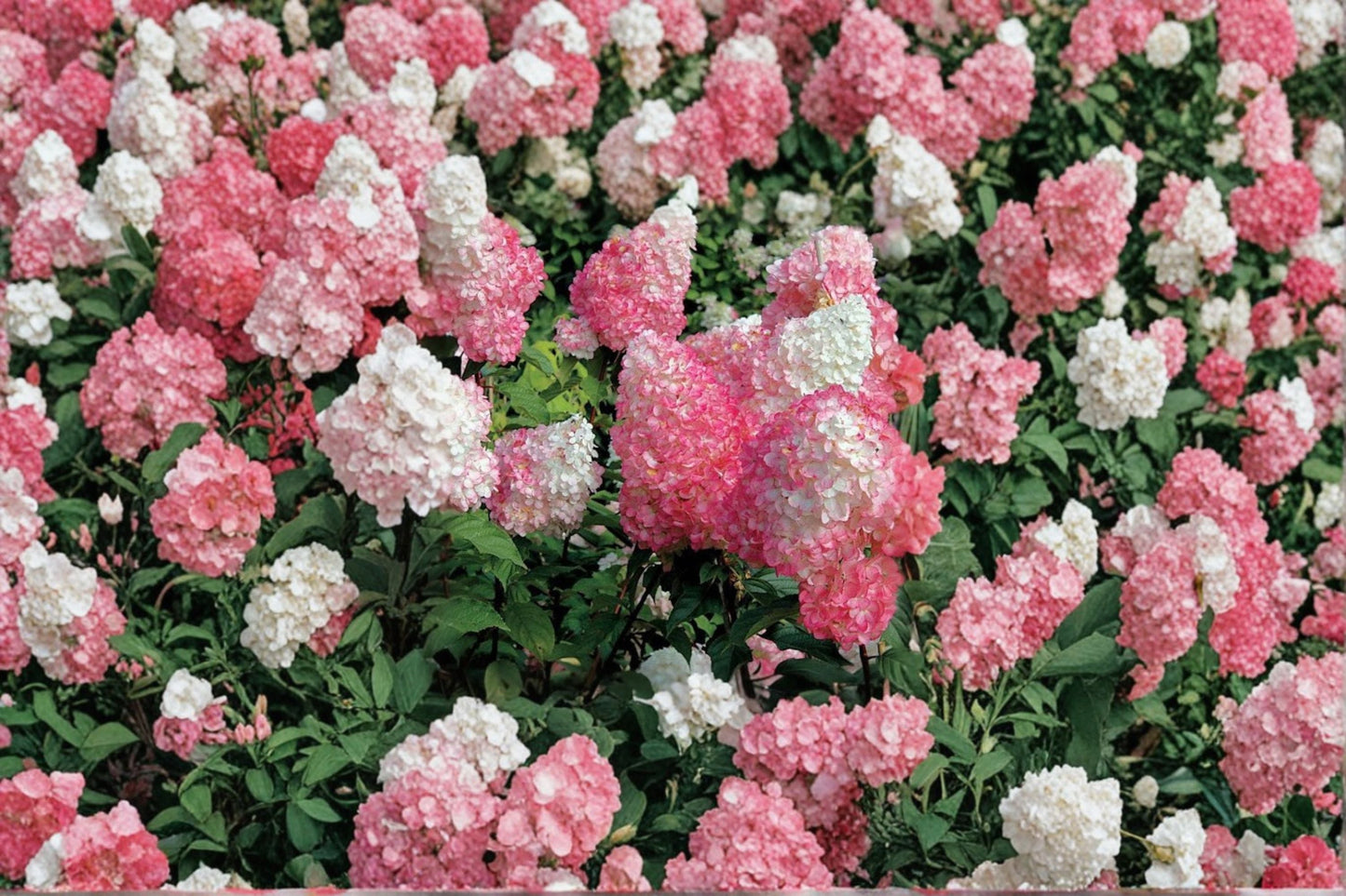 Vanilla Strawberry Hydrangea 6 Cuttings – Hydrangea paniculata Flowering Shrub for Garden Propagation