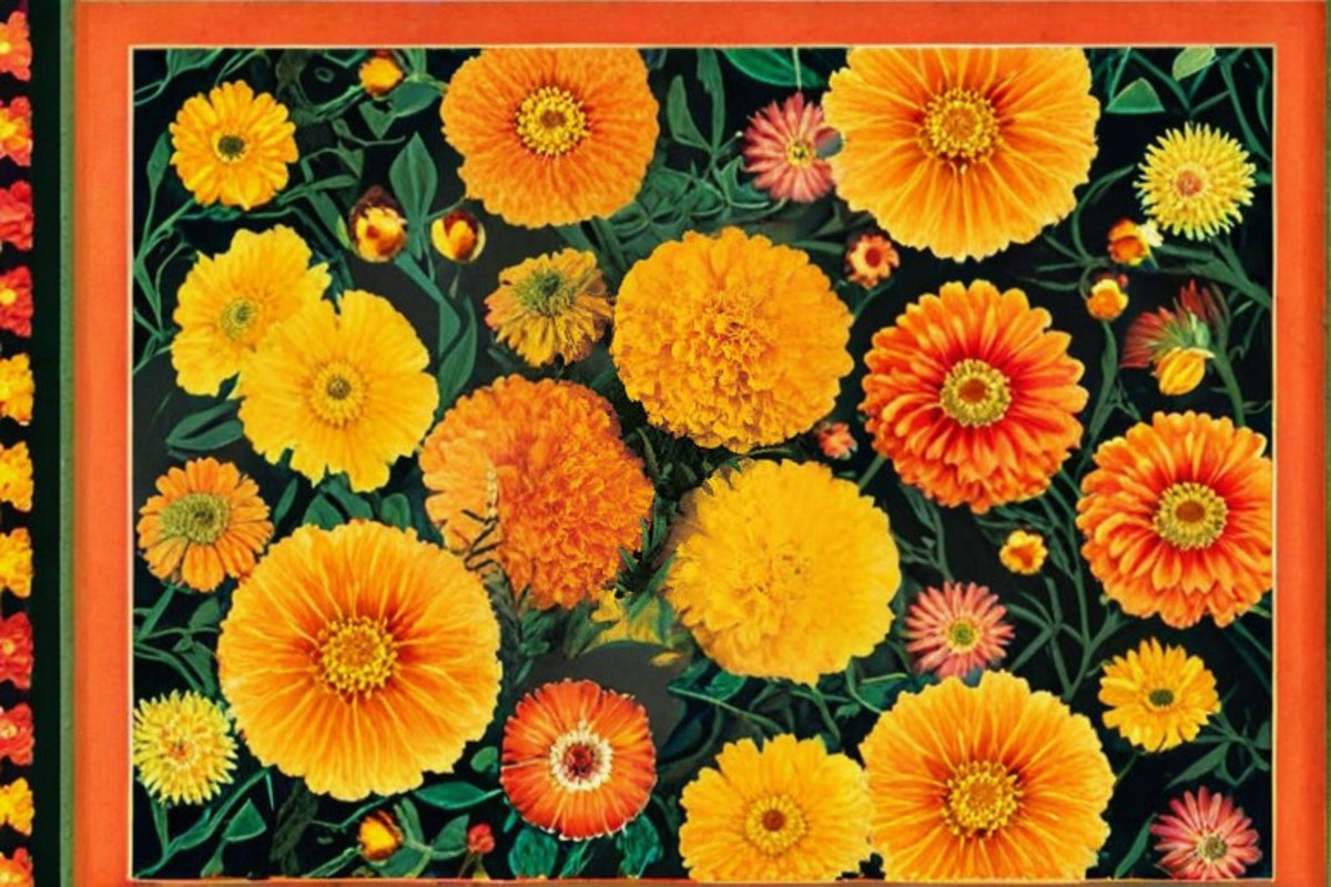 Crackerjack African Marigold Seeds - 100 Seeds - Tall Orange Yellow Double Bloom - Tagetes Erecta Annual Flower