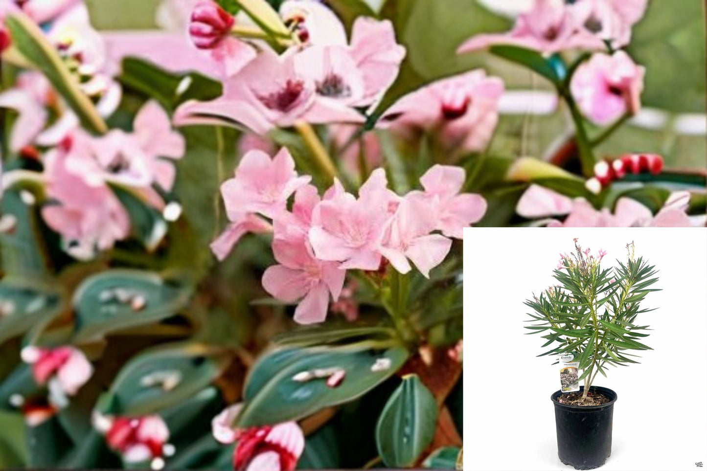 Petite Pink Oleander – Nerium oleander ‘Petite Pink’ Evergreen Shrub