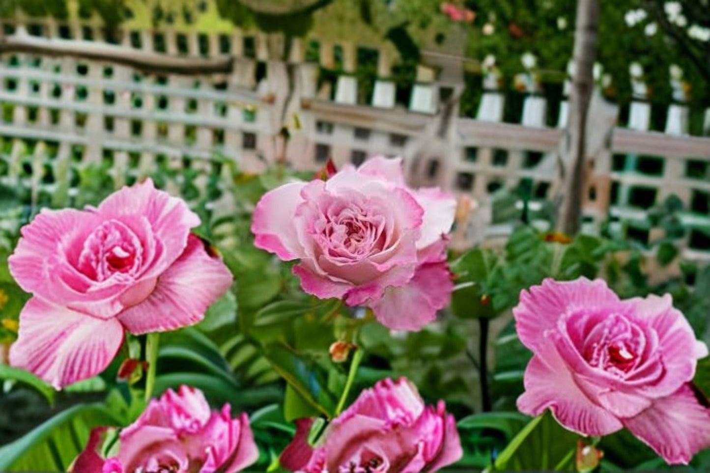 Bella Linda Fairy Rose Live Plant – Pink Ornamental Garden Rose