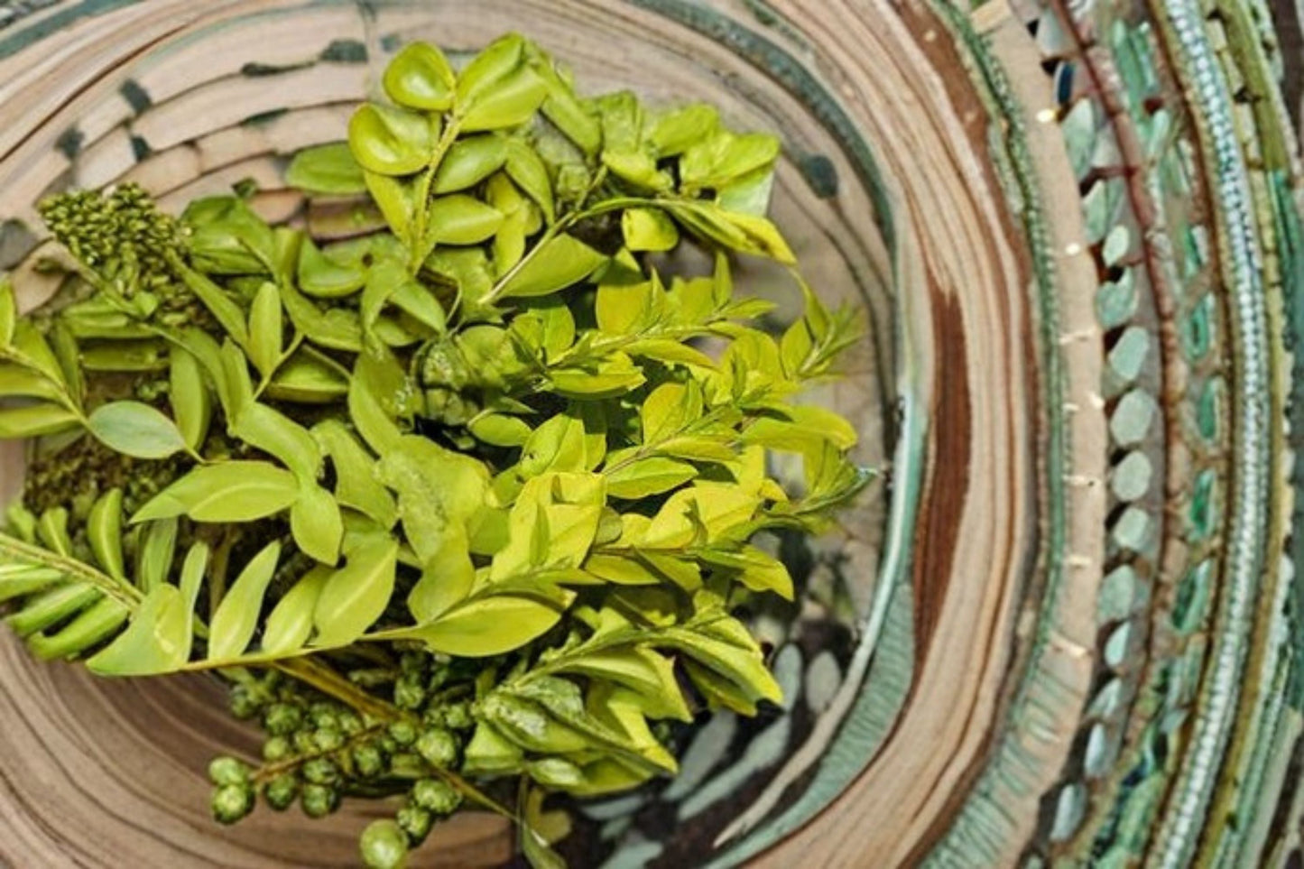Golden Vicary Privet Plant – Ligustrum x vicaryi Deciduous Shrub with Golden-Yellow Foliage