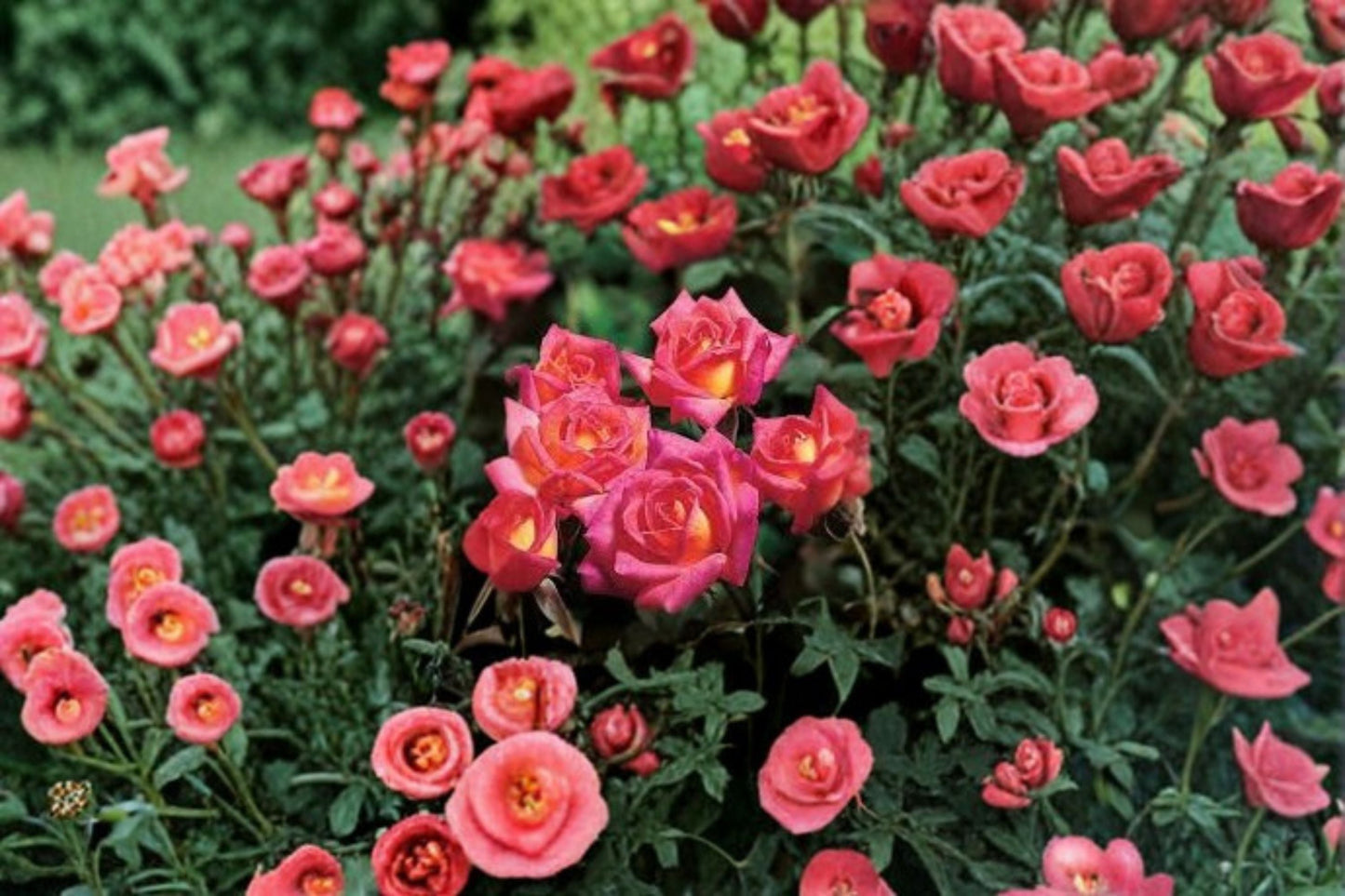 Hot Tamale Miniature Rose Live Plant - 4 Inch Pot - Multicolor Rose Bush