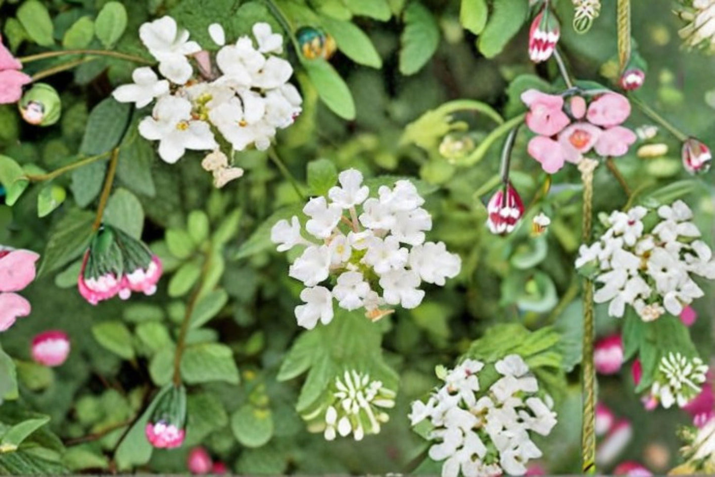 2 Live Trailing White Lantana Plants - Lantana camara - 4-6 Inch Tall