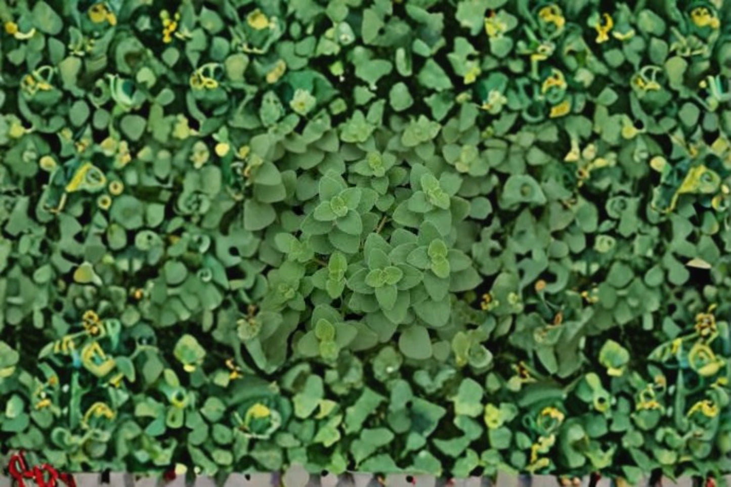 Hot & Spicy Oregano Plant – Origanum vulgare Culinary Herb for Full Sun Gardens