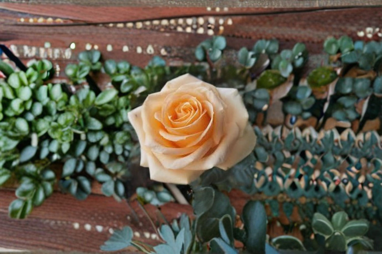 Peach Avalanche+ Rose Live Plant – Own Root Repeat Blooming Cut Rose