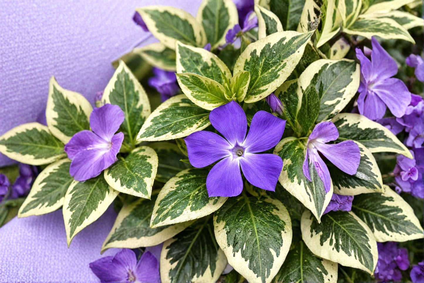 Variegated Vinca Major Plant – Trailing Perennial with Blue Flowers and Variegated Foliage