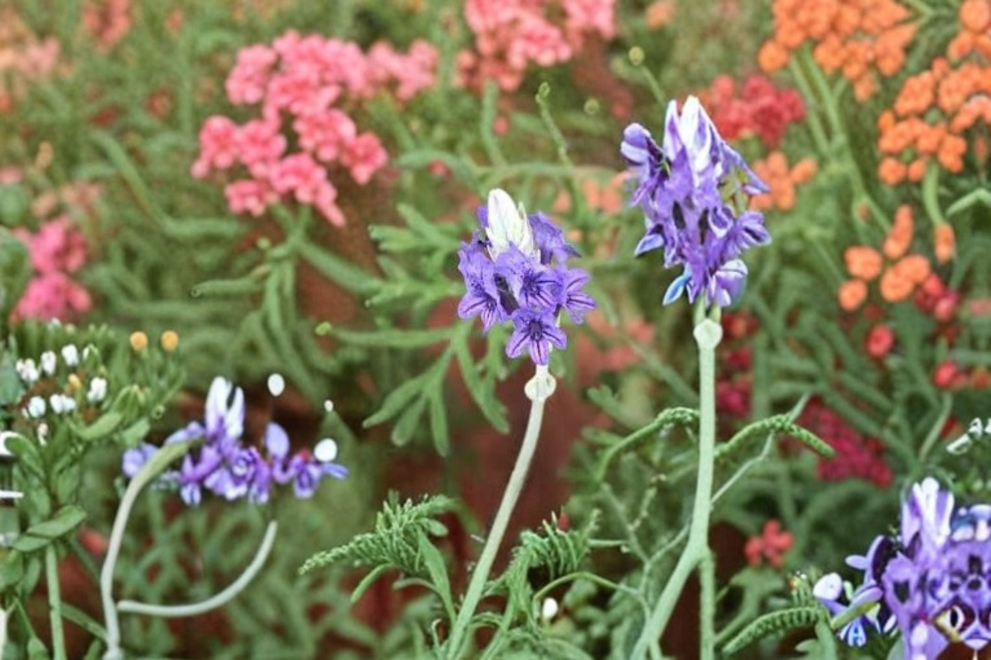 Fernleaf Lavender Plant – Lavandula pinnata with Fragrant Purple Flowers, Heat Tolerant Perennial