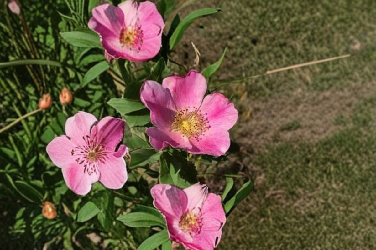 Pasture Rose Seeds 15 Pack, Rosa carolina Pink Wild Rose, Native Perennial Shrub for Garden Planting