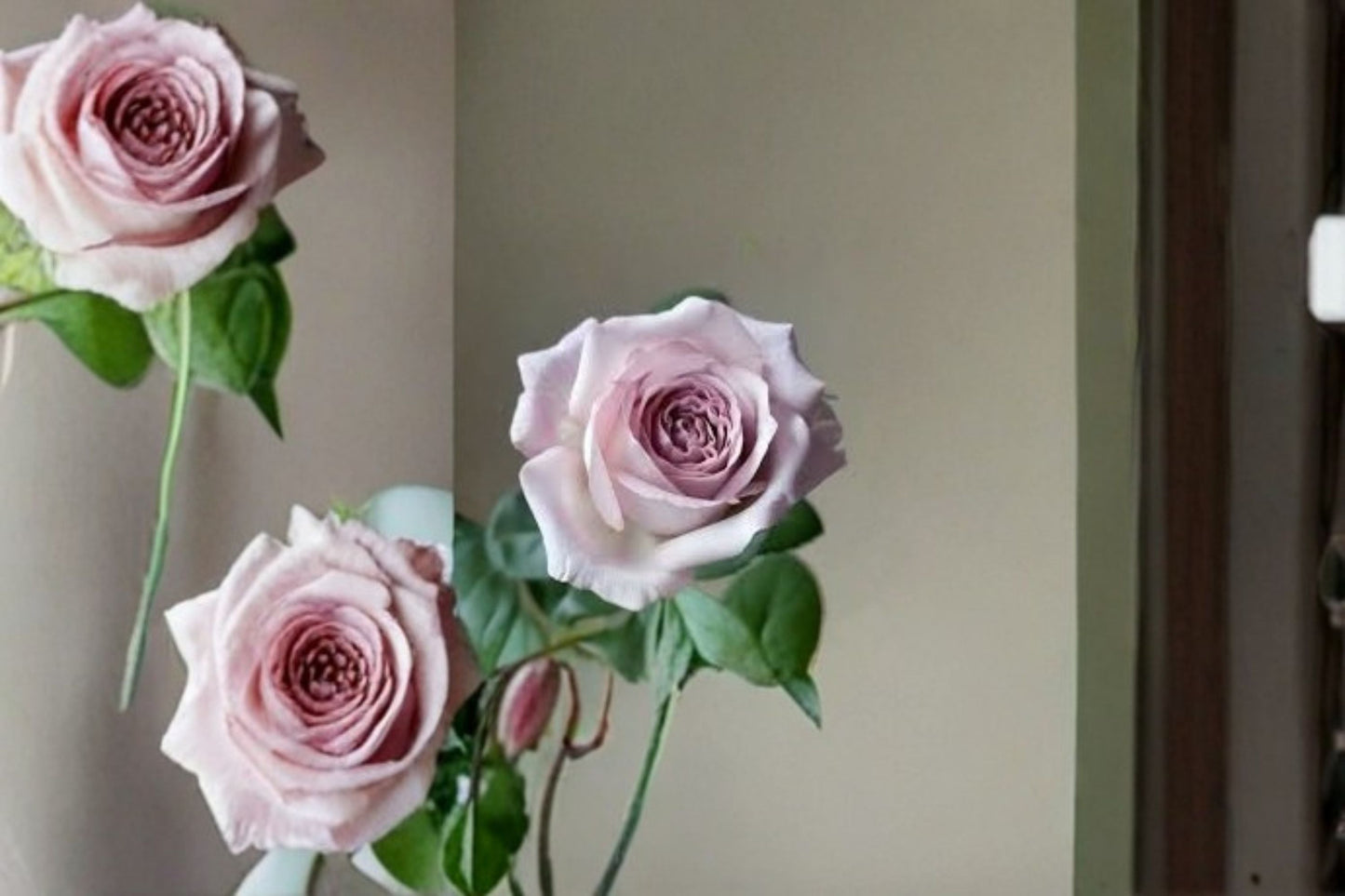 Bounty Way Rose Live Plant – Lavender Pink Cut Rose | Disease Resistant Ornamental Shrub