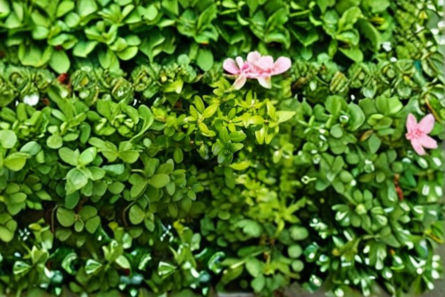 Highlander Boxwood Plant – Evergreen Upright Shrub Buxus sempervirens ‘Highlander’ for Hedges and Borders