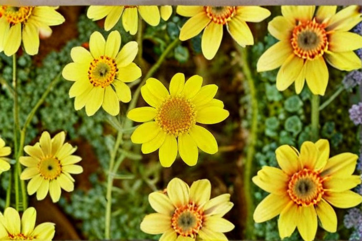 Goldfields Seeds 100 Count - Yellow Wildflower (Lasthenia glabrata) - Native Annual for Meadow & Garden Plantings