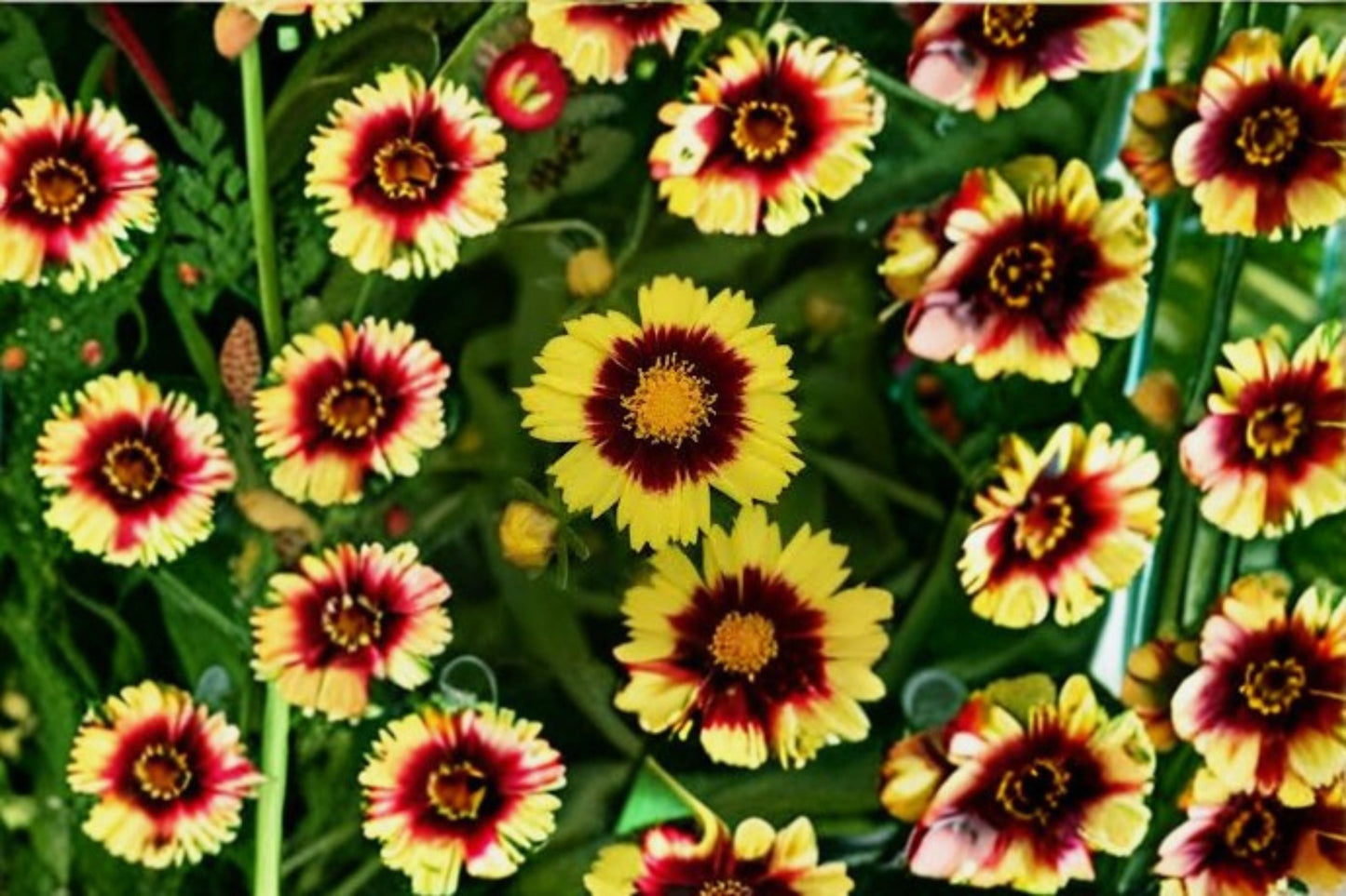Coreopsis Tickseed Perennial Plant – Bright Blooms, Long Flowering Season, Full Sun