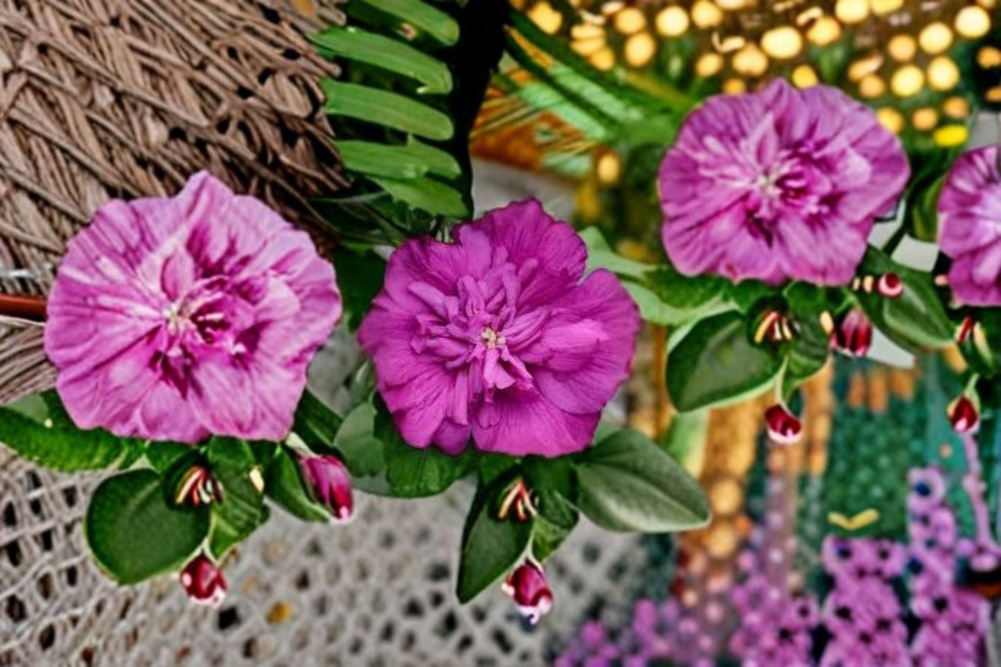 Magenta Chiffon Rose of Sharon 2 Live Plants – Pink Hibiscus syriacus Flowering Shrub