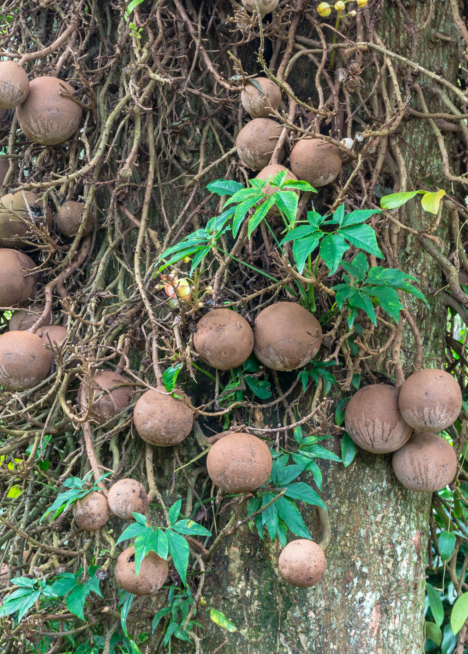 Cannonball Tree Seedlings - Couroupita guianensis Tropical Ornamental Plant with Fragrant Flowers