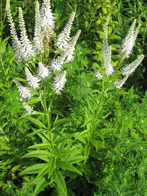 Veronicastrum Virginicum Seeds 2500 Wildflower Native Perennial White Bloom Spike Pollinator Plant