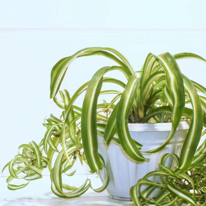 Set of 4 Rooted Curly Spider Plants (Chlorophytum 'Bonnie') Indoor Houseplants, Air-Purifying, Low-Maintenance, Unique Twisted Leaves