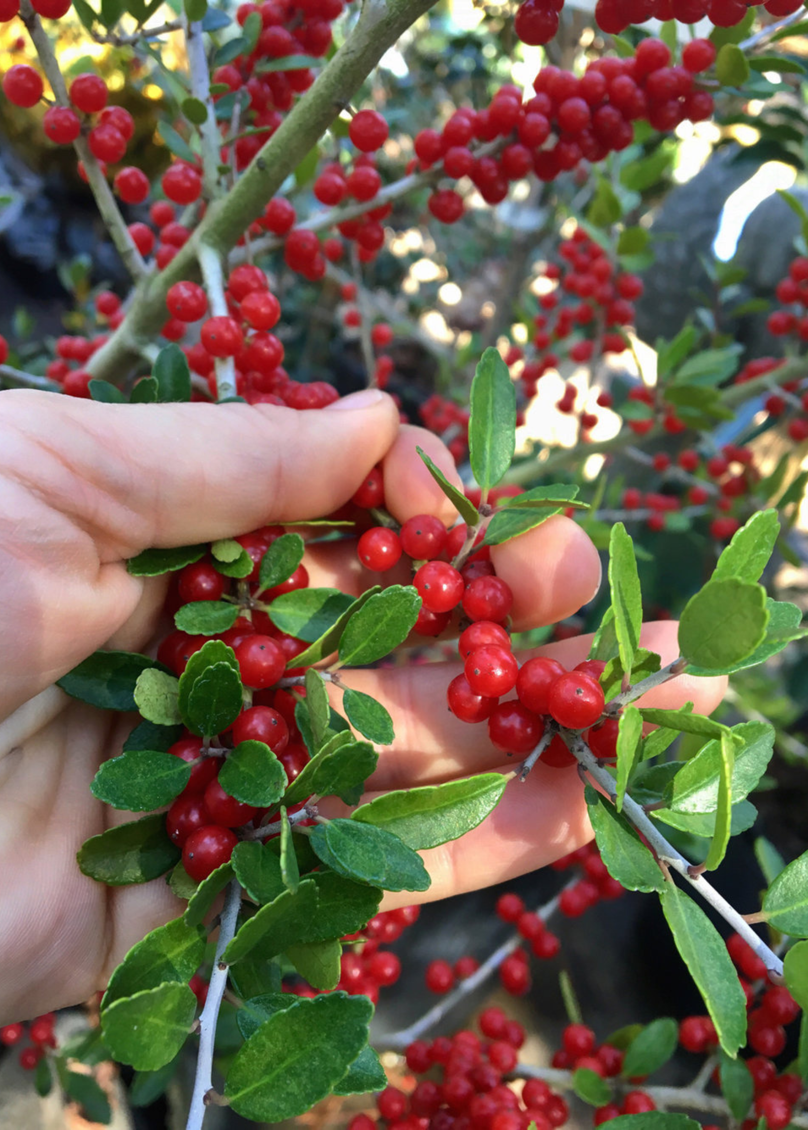 Yaupon Holly Shrub Ilex vomitoria Native Evergreen with Red Berries & Caffeinated Leaves for Landscaping & Wildlife