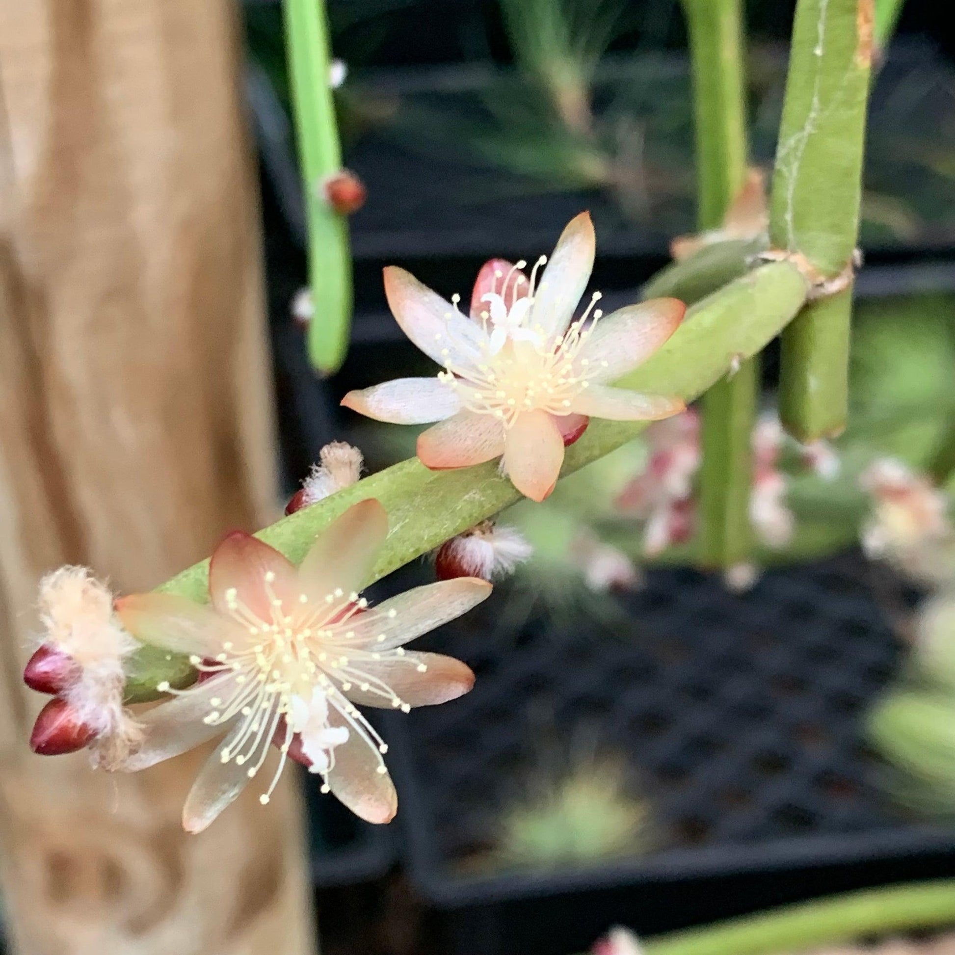 Orchid Cactus Cuttings - 5 Pieces Rhipsalis dissimilis, White Flowers, Indoor Succulent Plant, Hanging Basket Decor